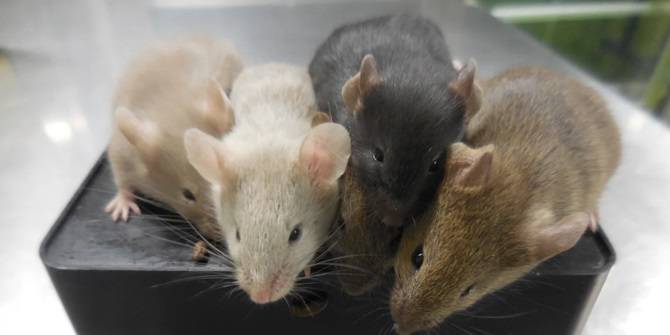 Dunia Heboh Pertama dalam Sejarah, Ilmuwan ‘Ciptakan’ Tikus dari Dua Tikus Jantan Simak Yuk