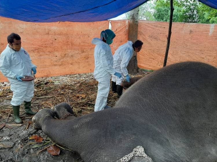 Gajah Jantan di Kasang Kulim Tewas Misterius, BBKSDA Riau Belum Berani Simpulkan Penyebabnya