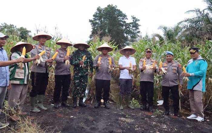 Polres Rohil Dukung Asta Cita Presiden Melalui Panen Raya Jagung Serentak Kuartal II