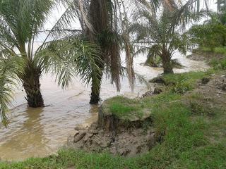 Sungai Rokan Abrasi, Pohon Kelapa Sawit Terjun ke Sungai