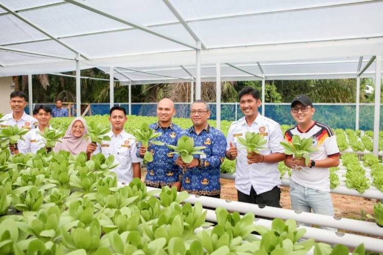 Sekdako Fahmi Ikuti Panen Sayuran Hidroponik Binaan Karang Taruna Kota Dumai 