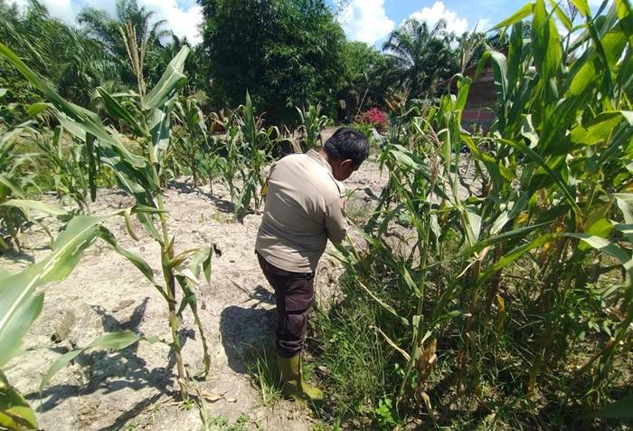 Berikut Cara Unik Panipahan Jaga Ketahanan Pangan