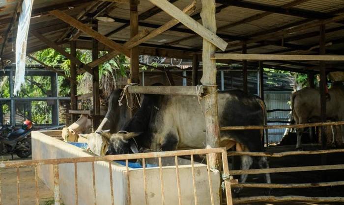 Jelang Idul Adha 2026, Hewan Kurban dari Luar Daerah Diawasi Ketat