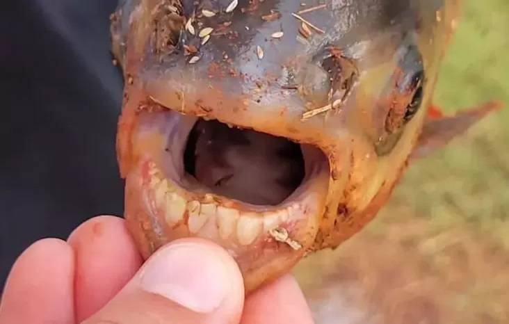 Heboh Gegara Gigi Ikan Piranha Ini Mirip Manusia