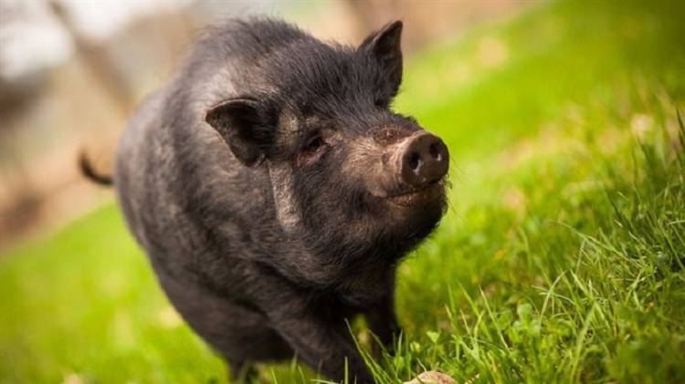 Tahukan Kamu Ternyata Babi Jalannya Mundur? Berikut Penjelasan Ilmiah Mengapa Penguin Tidak Bisa Terbang