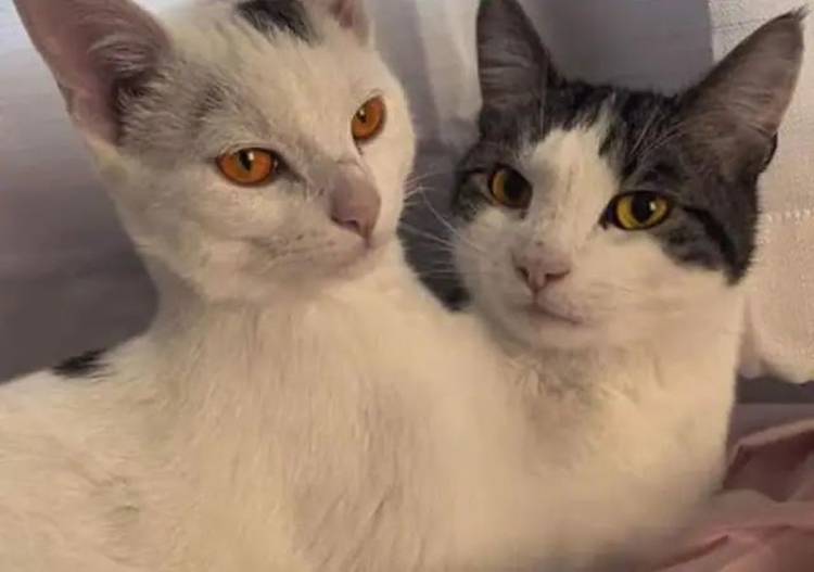 Berikut 7 Hewan Berkepala Dua yang Pernah Hidup di Bumi dan Bikin Heboh