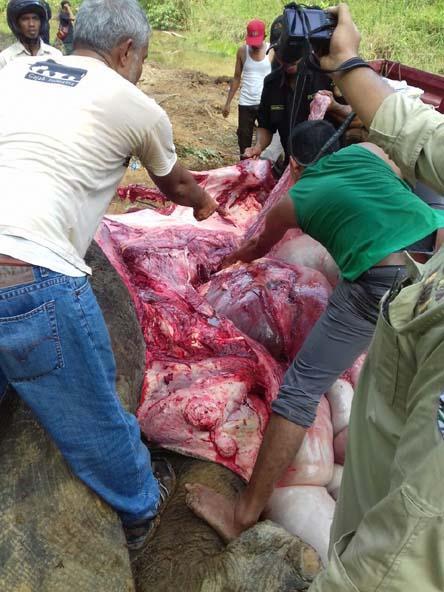 Seekor Gajah Betina Mati di Kawasan HTI Arara Abadi Distrik II Duri