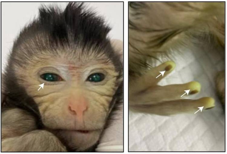 Ilmuwan Ini Bikin Dunia Terkejut Gegara Ciptakan Monyet Chimera Pertama Bermata Hijau dan Jari Bersinar